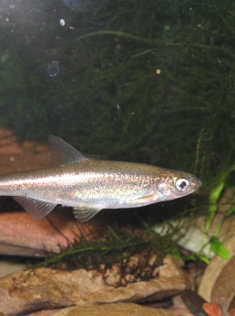 Anaecypris hispanica (© Carlos Carrapato)
