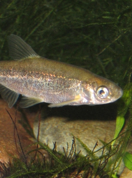 Saramugo (© Carlos Carrapato)