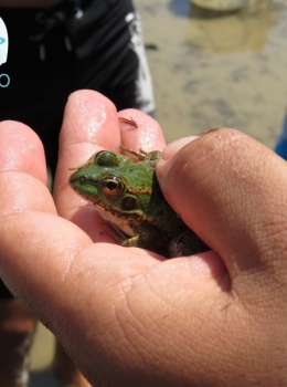 Rã verde (Pelophylax perezi)