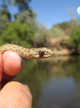 Cobra rateira juvenil (Malpolon monspessulanus)