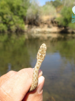 Cobra rateira juvenil (Malpolon monspessulanus) pormenor da cabeça