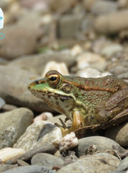 Rã verde (Pelophylax perezi)