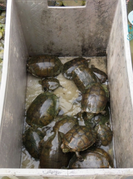 Cágado mediterrânico (Mauremys leprosa)