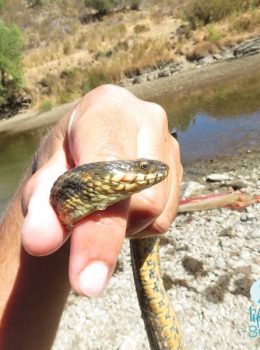 Cobra-de-água-viperina (Natrix maura)