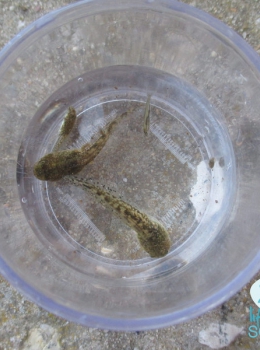 Girinos de rã verde (Pelophylax perezi)