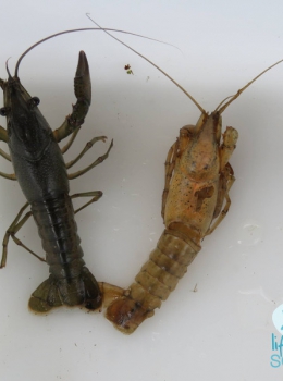 Lagostim vermelho do Louisiana (Procambarus clarkii)