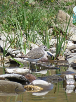 Maçarico-bique-bique (Tringa ochropus)