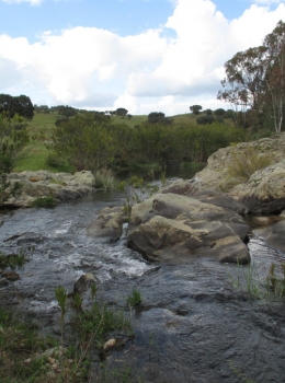 Habitat do saramugo