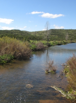 Saramugo's habitat