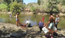 Another year of exotic fish species removal for the saramugo