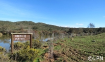 Novas ações de melhoramento da vegetação na ribeira do Murtigão